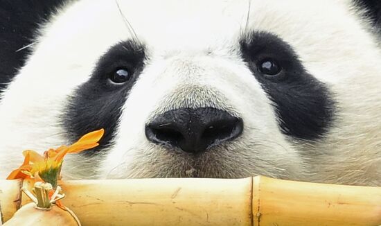 Russia Zoo Panda