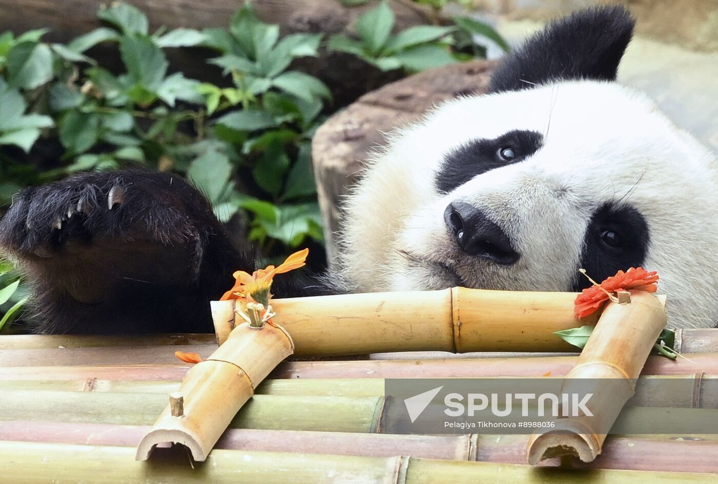 Russia Zoo Panda