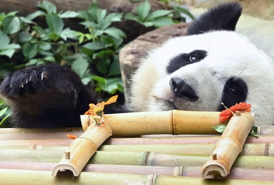 Russia Zoo Panda