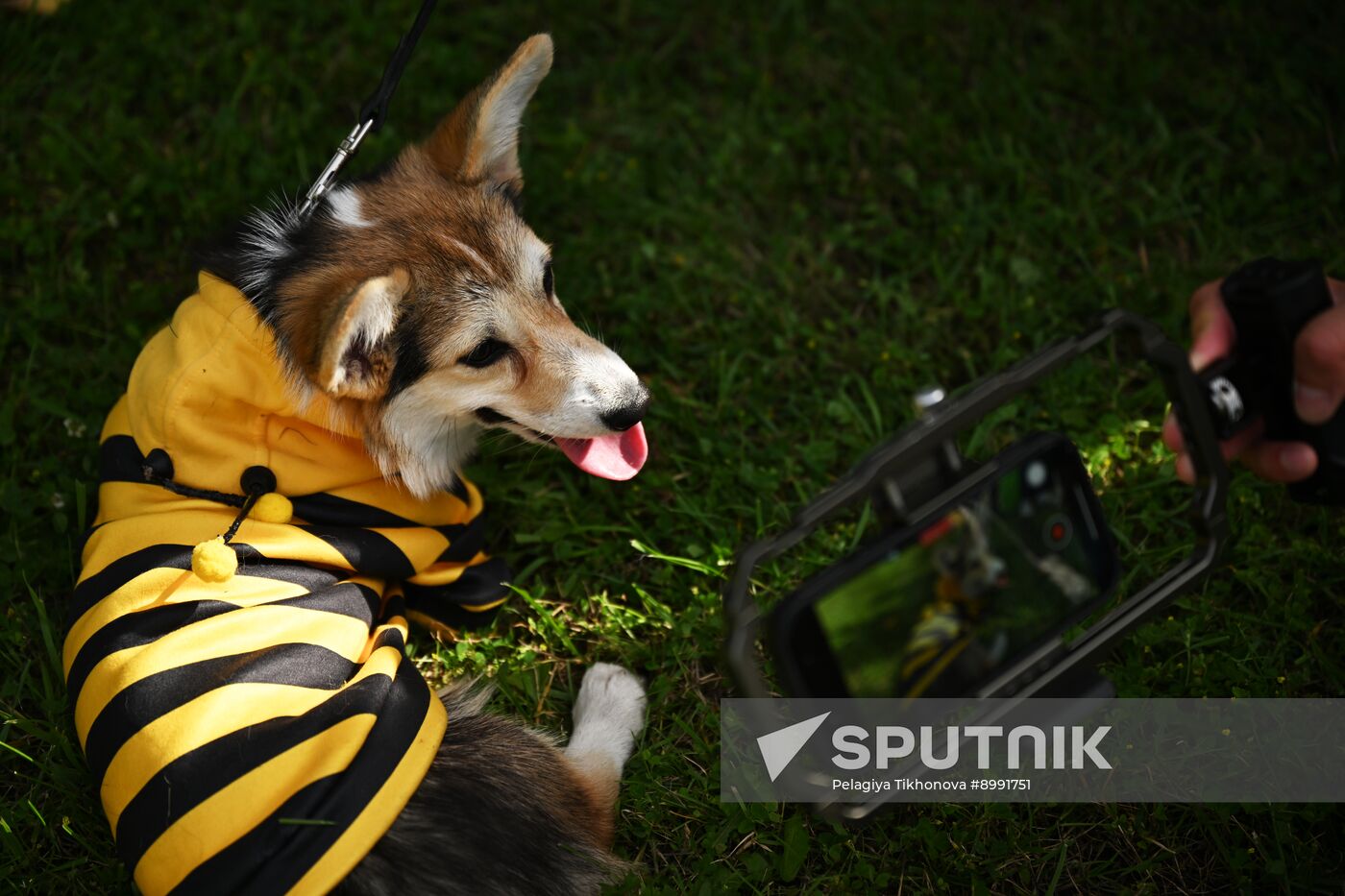 Russia Corgi Parade