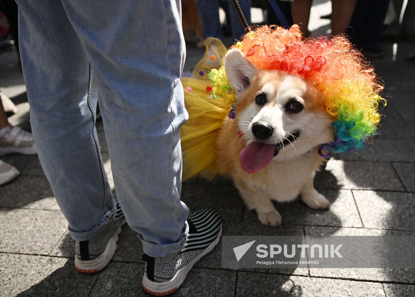 Russia Corgi Parade
