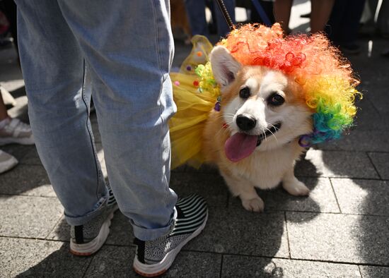 Russia Corgi Parade