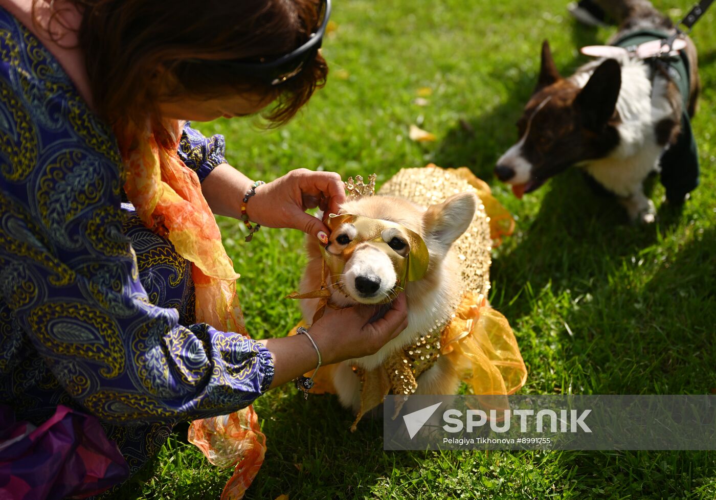 Russia Corgi Parade