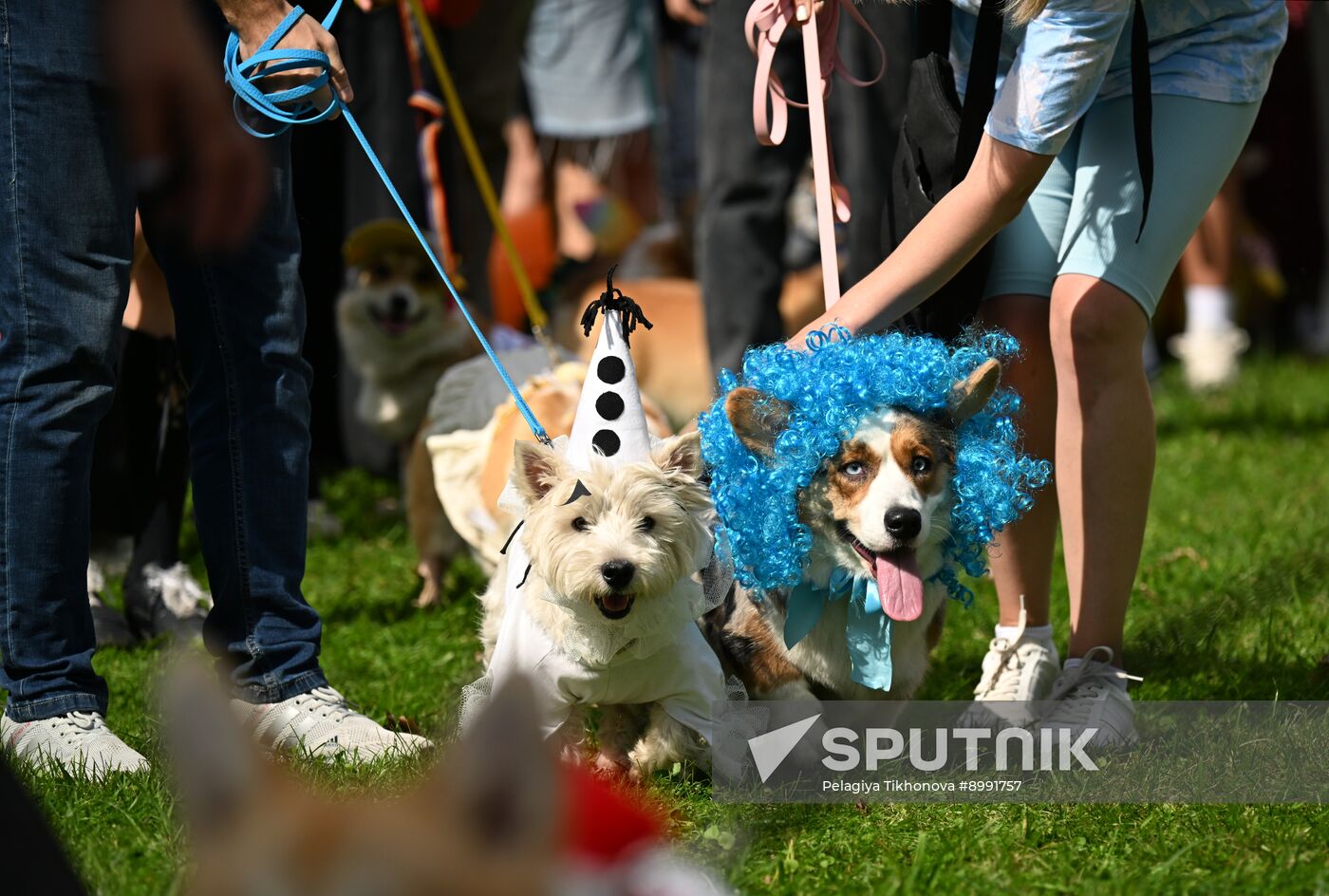 Russia Corgi Parade