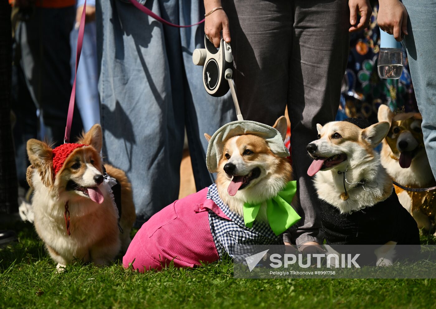 Russia Corgi Parade