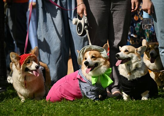 Russia Corgi Parade