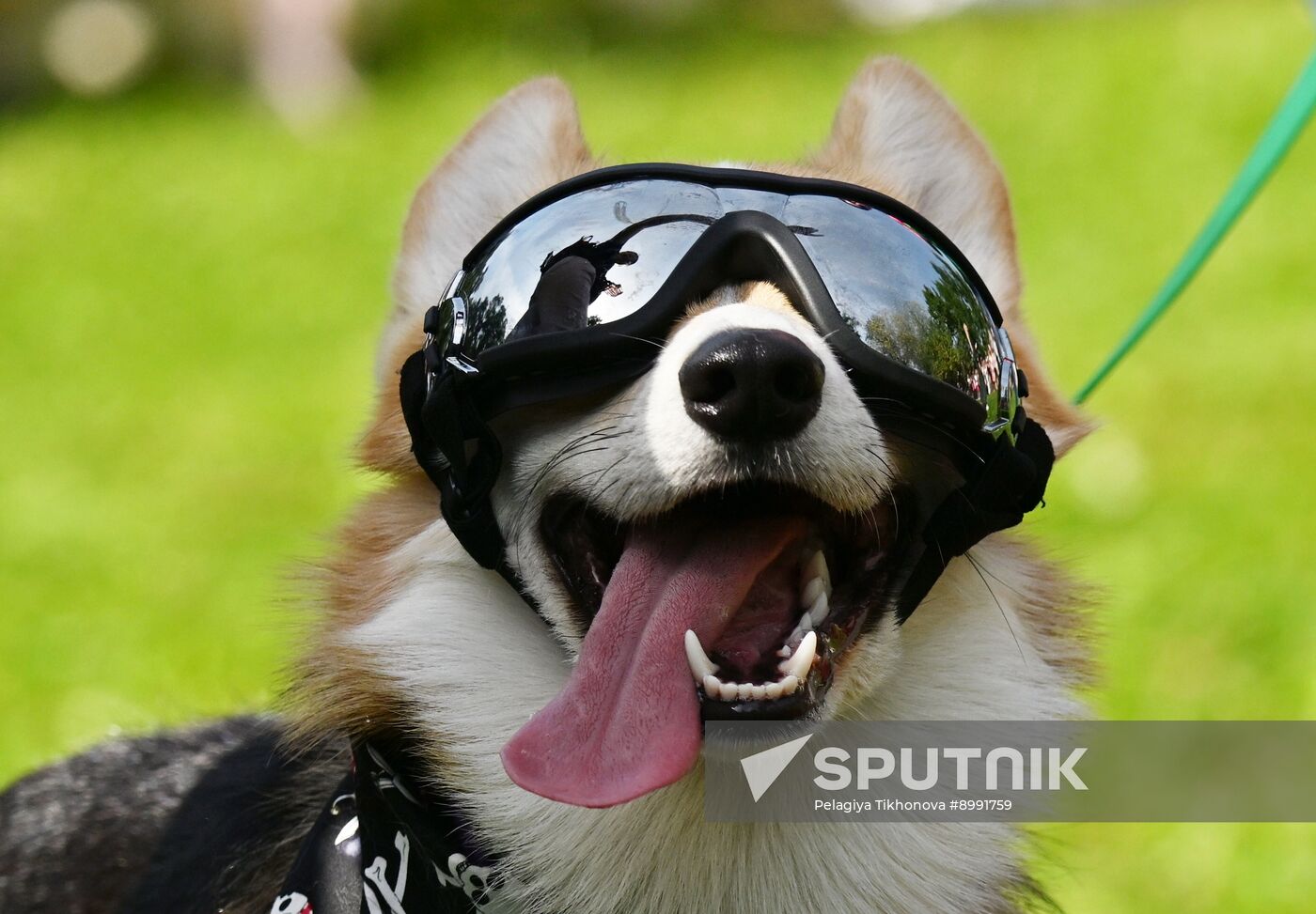 Russia Corgi Parade