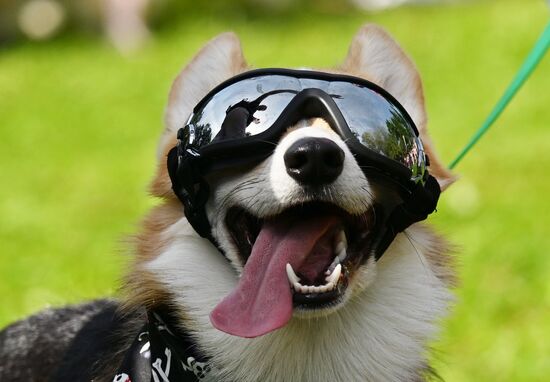 Russia Corgi Parade