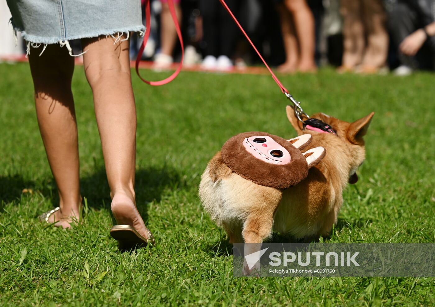 Russia Corgi Parade