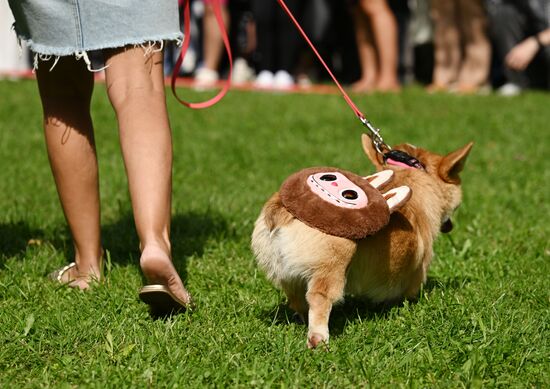 Russia Corgi Parade