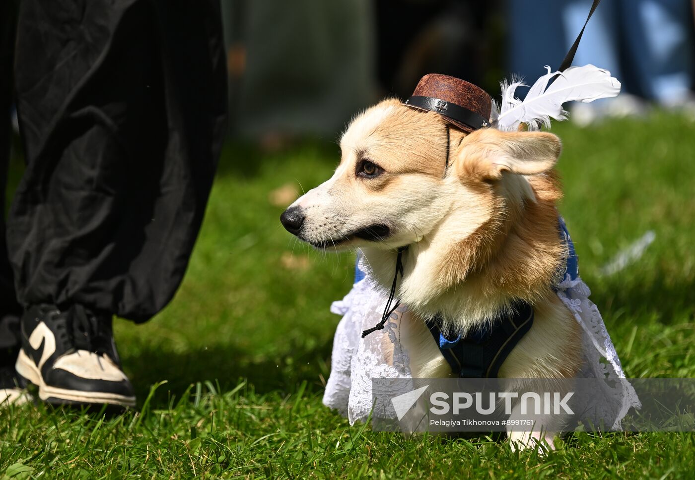 Russia Corgi Parade