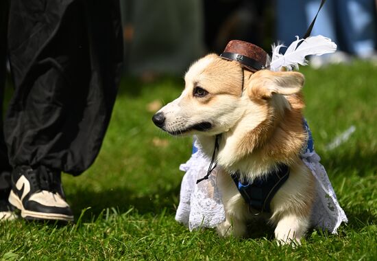 Russia Corgi Parade