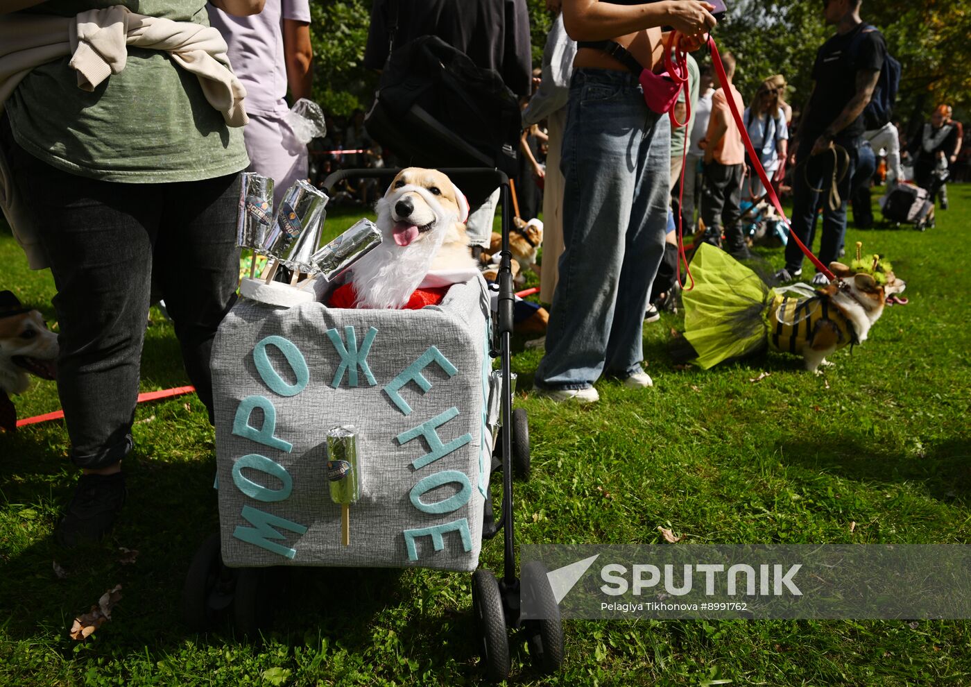 Russia Corgi Parade