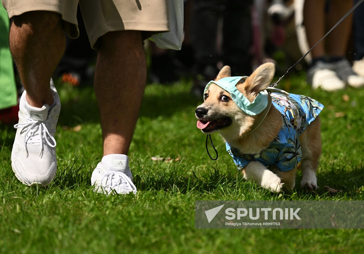Russia Corgi Parade