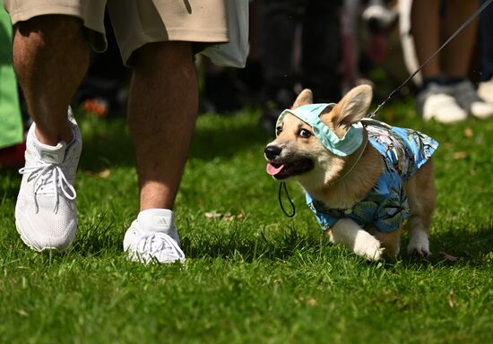 Russia Corgi Parade