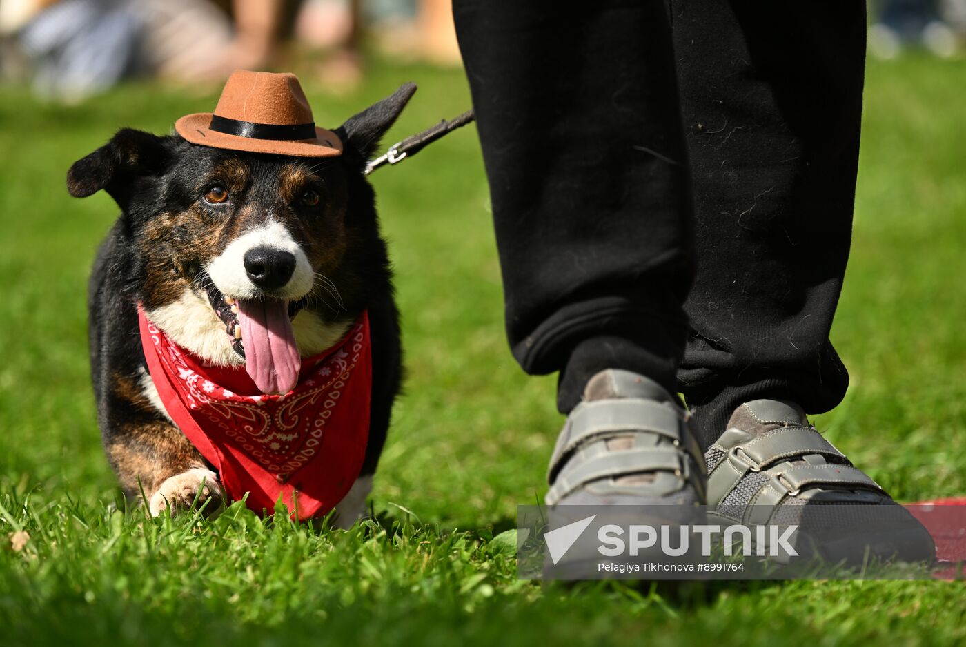 Russia Corgi Parade
