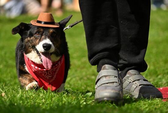 Russia Corgi Parade