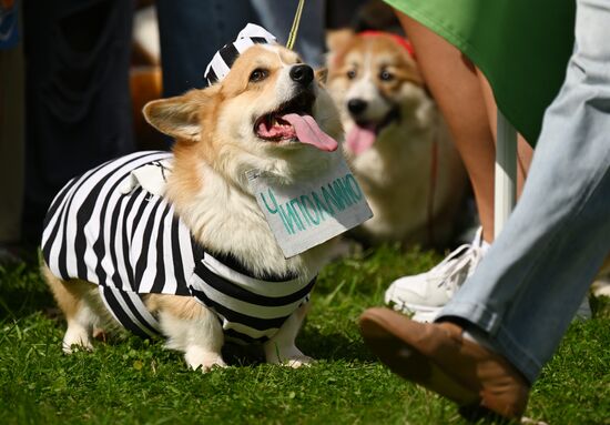Russia Corgi Parade