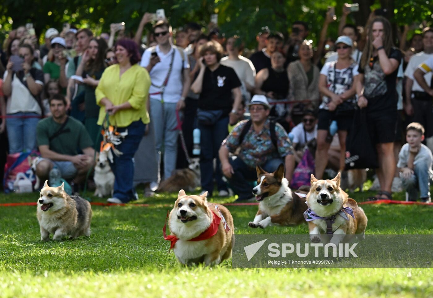 Russia Corgi Parade