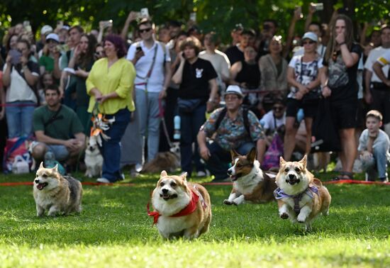 Russia Corgi Parade