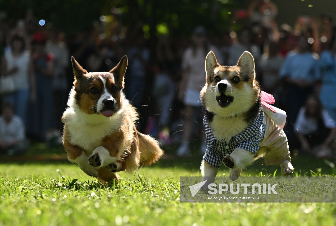 Russia Corgi Parade