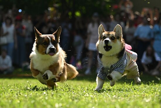 Russia Corgi Parade