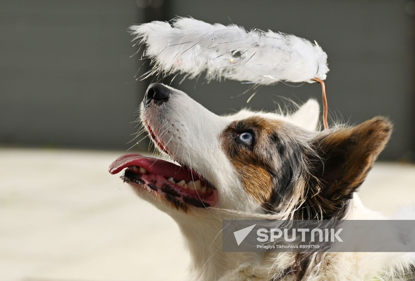 Russia Corgi Parade