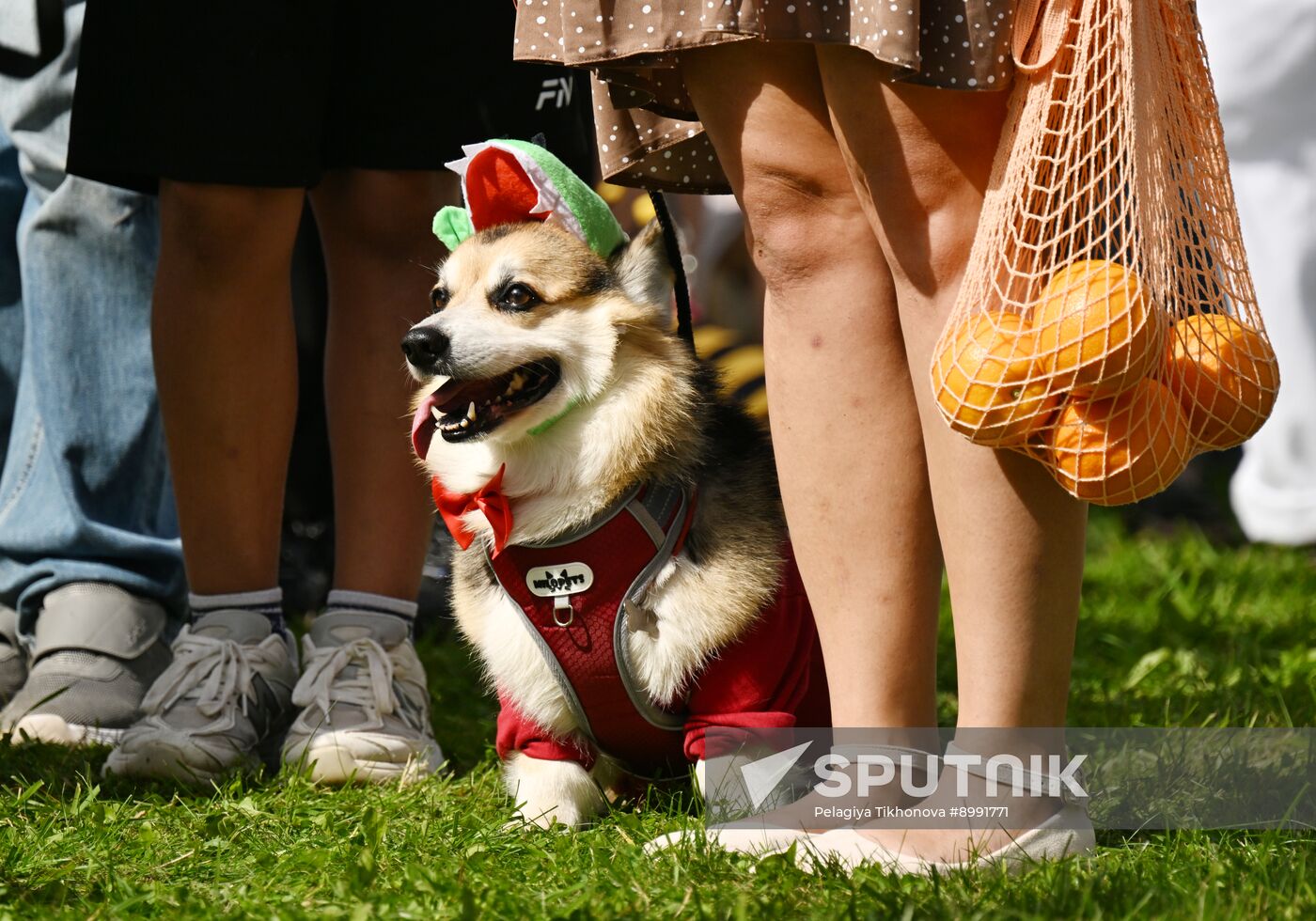 Russia Corgi Parade
