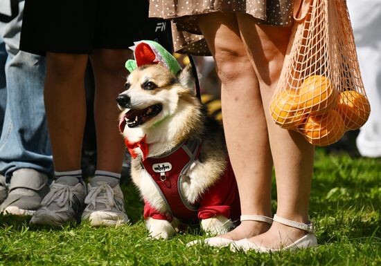 Russia Corgi Parade