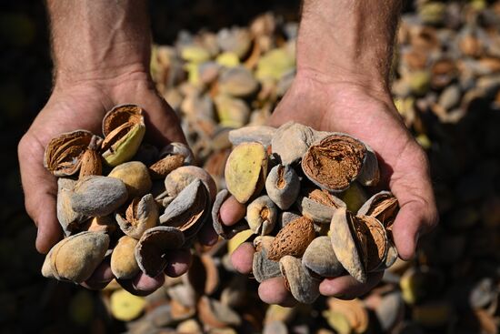 Russia Agriculture Almond Harvesting