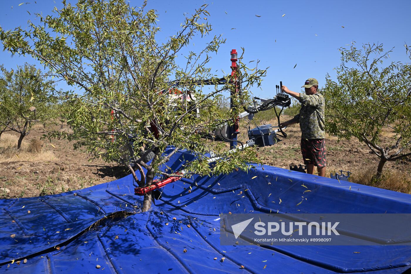 Russia Agriculture Almond Harvesting