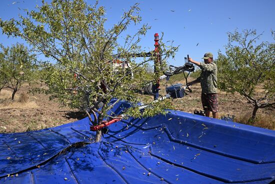 Russia Agriculture Almond Harvesting