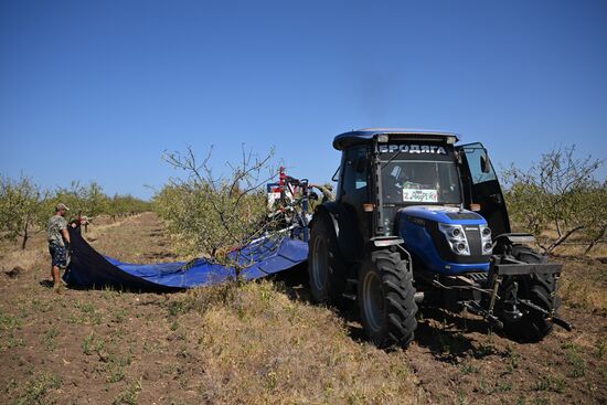 Russia Agriculture Almond Harvesting
