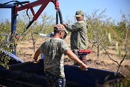 Russia Agriculture Almond Harvesting