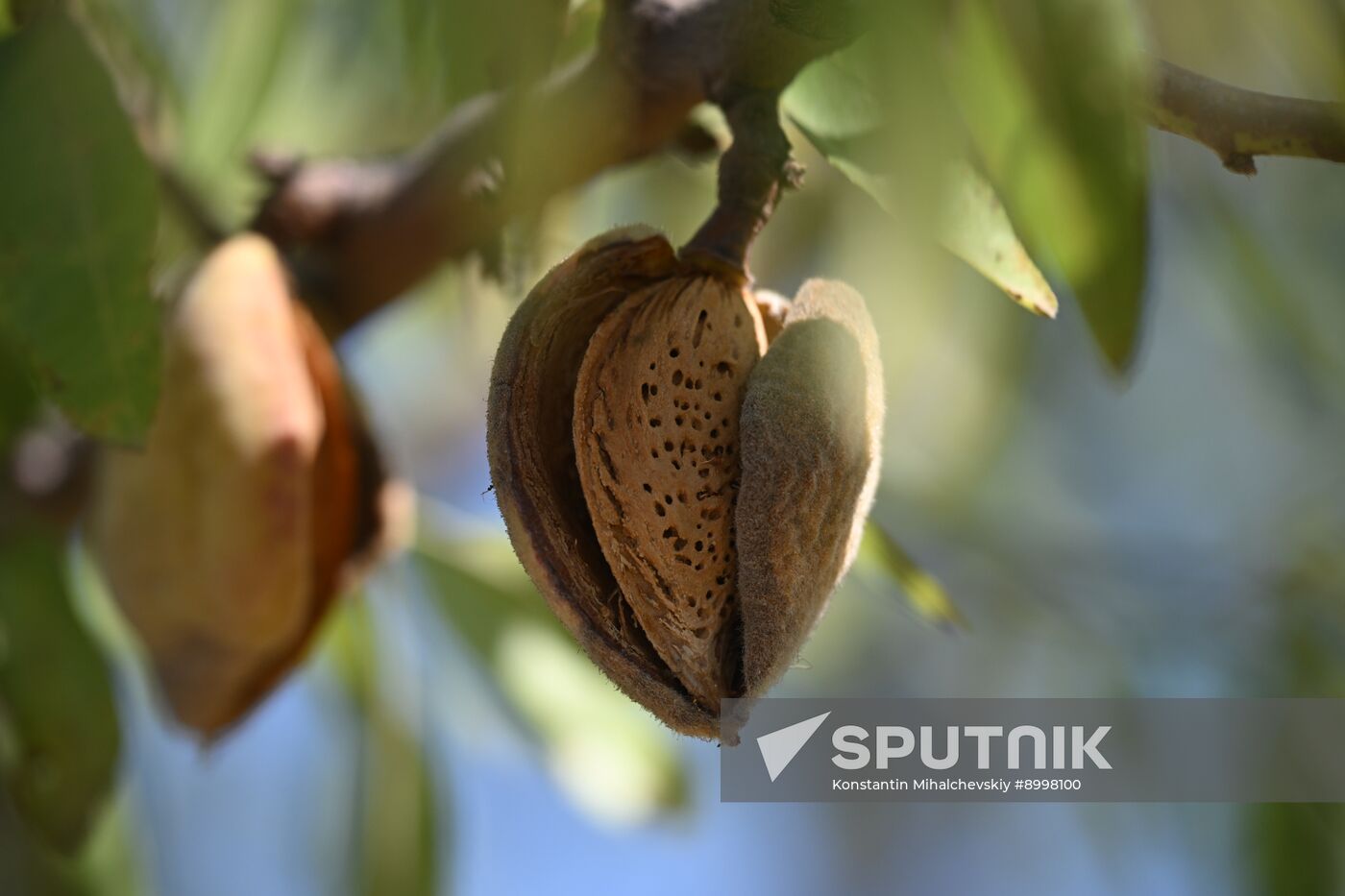 Russia Agriculture Almond Harvesting