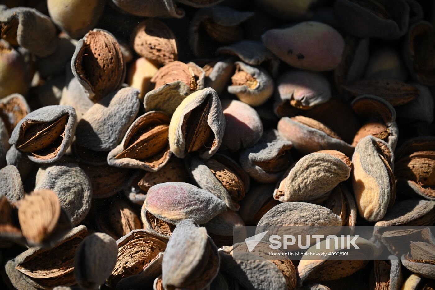 Russia Agriculture Almond Harvesting