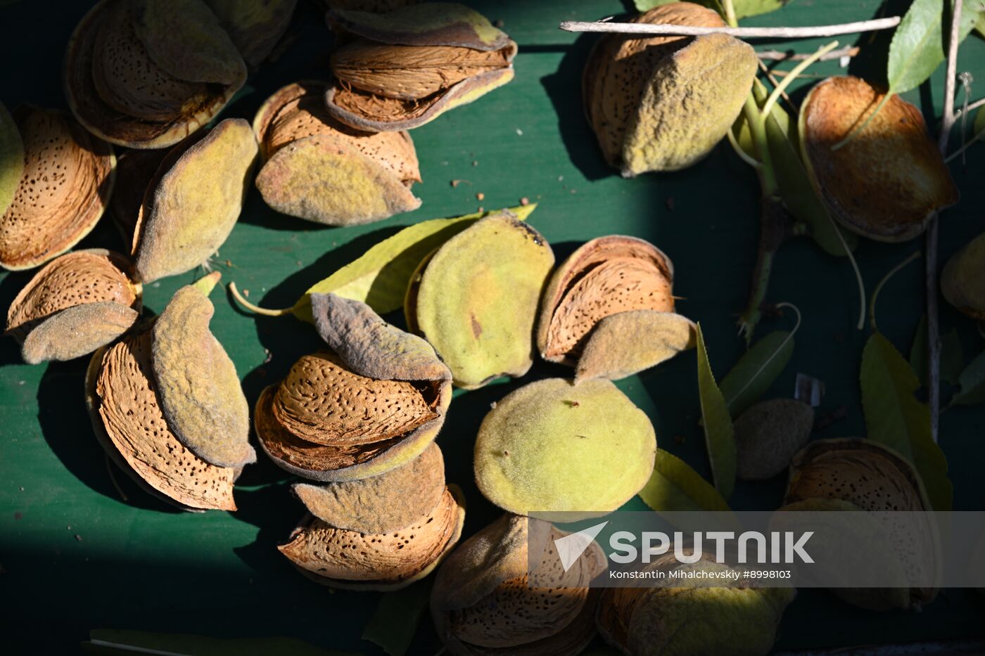 Russia Agriculture Almond Harvesting