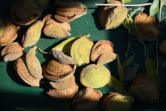 Russia Agriculture Almond Harvesting