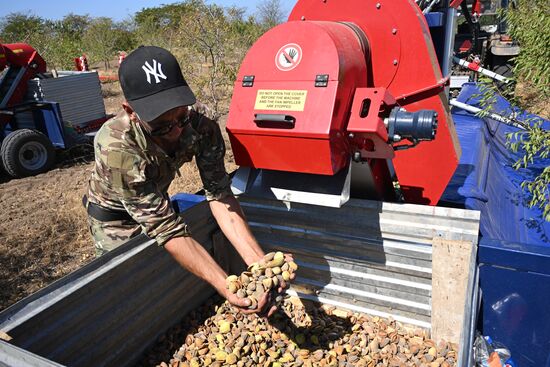 Russia Agriculture Almond Harvesting