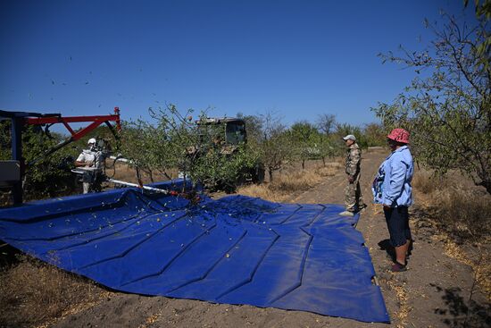 Russia Agriculture Almond Harvesting
