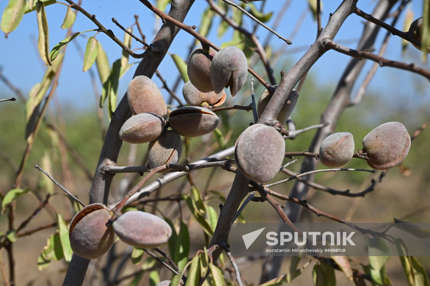Russia Agriculture Almond Harvesting