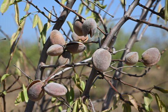 Russia Agriculture Almond Harvesting