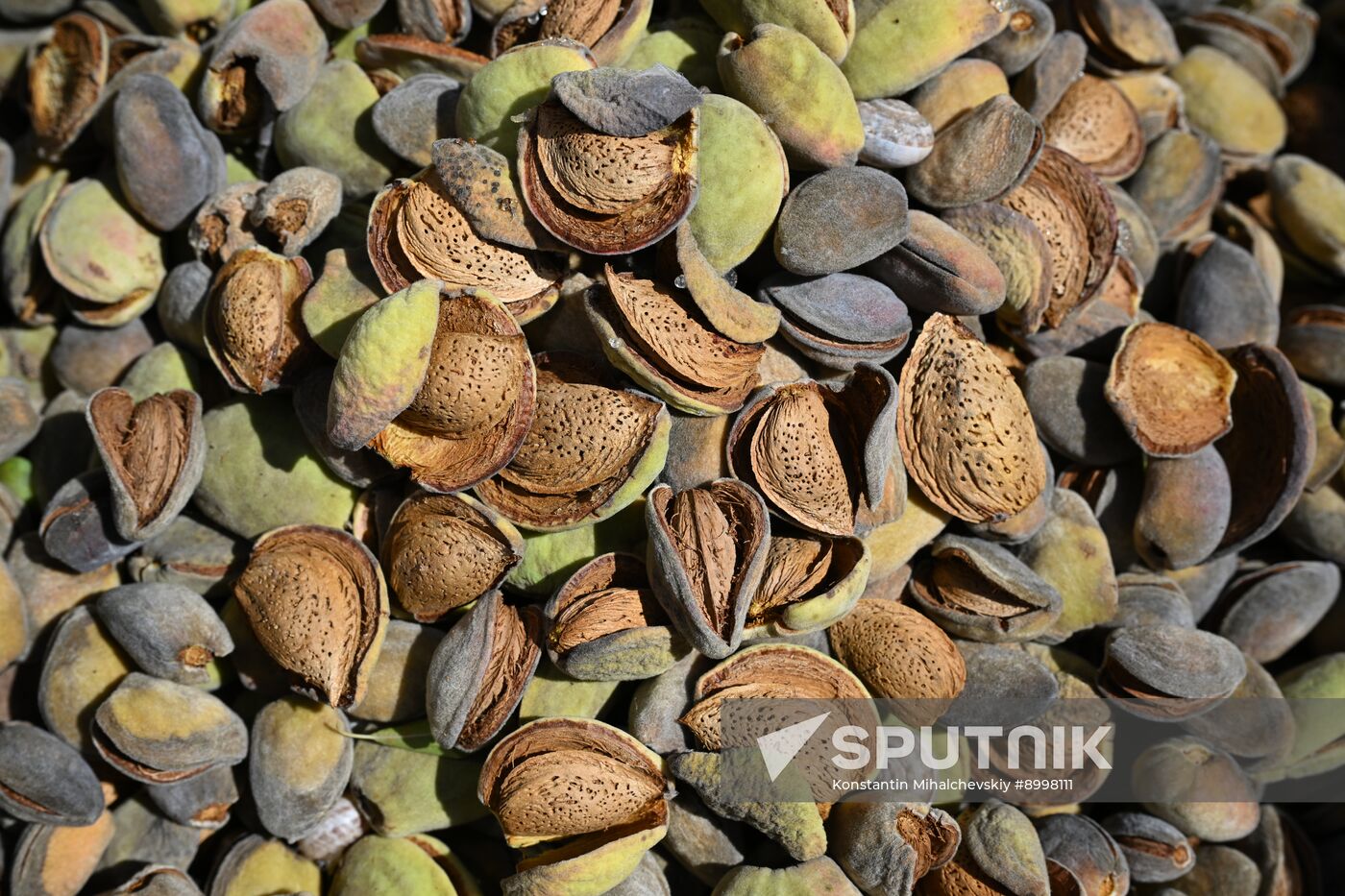 Russia Agriculture Almond Harvesting
