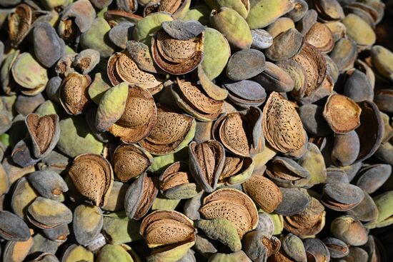 Russia Agriculture Almond Harvesting