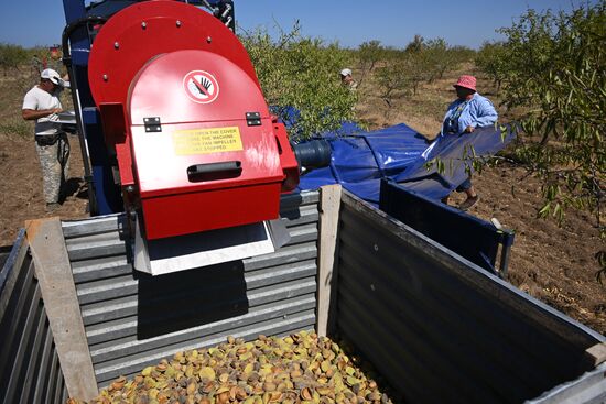 Russia Agriculture Almond Harvesting