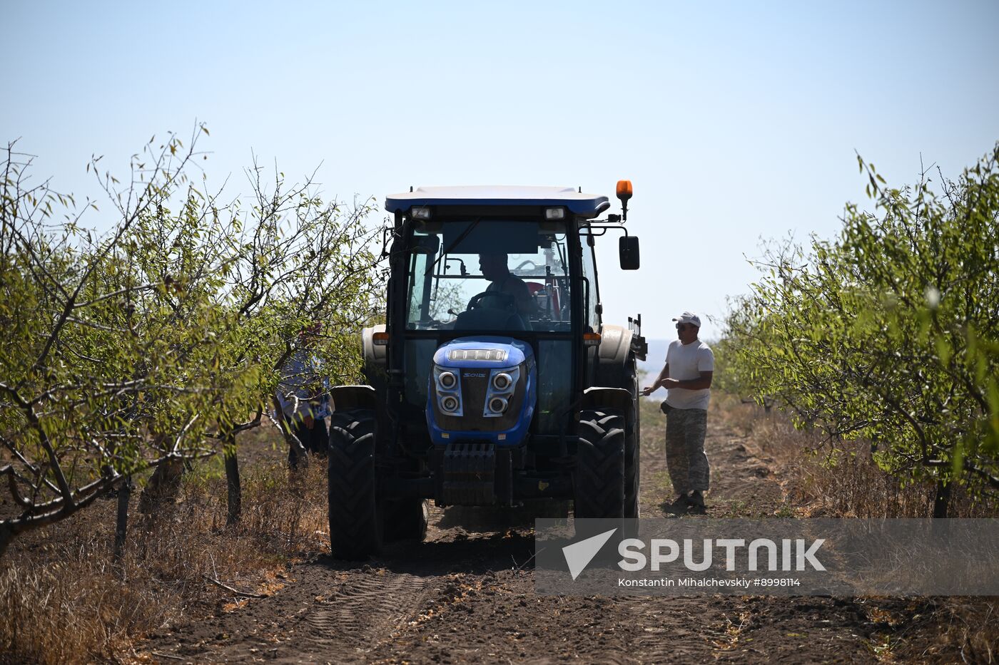 Russia Agriculture Almond Harvesting