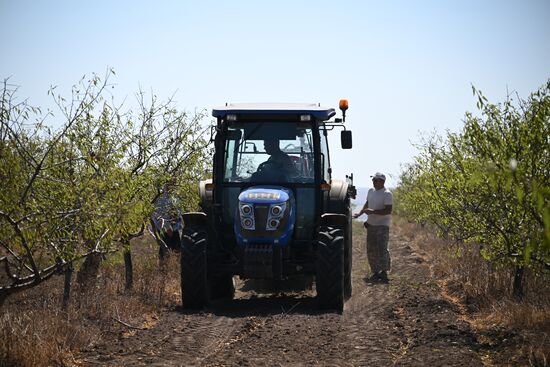 Russia Agriculture Almond Harvesting