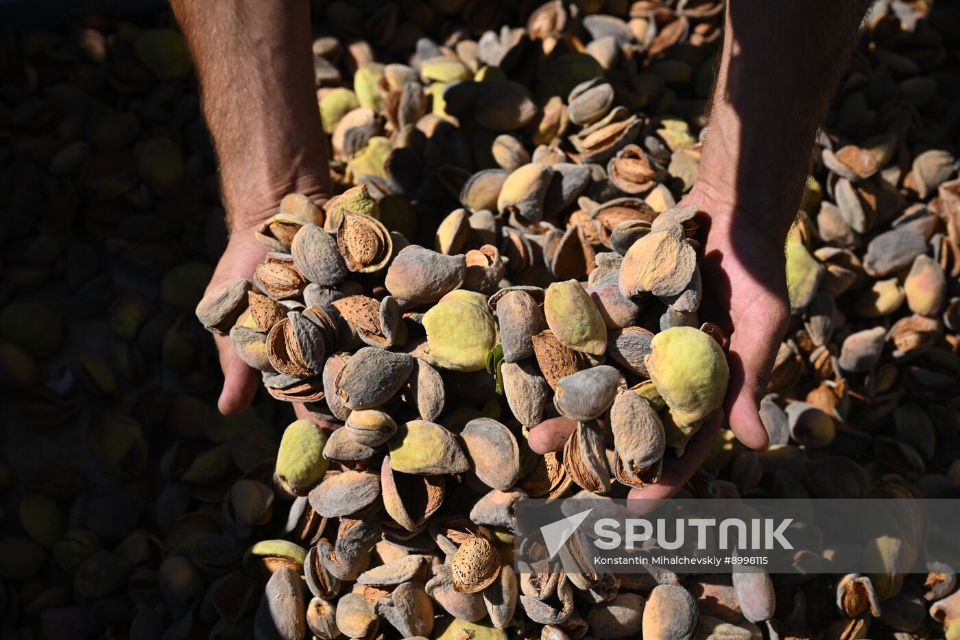 Russia Agriculture Almond Harvesting