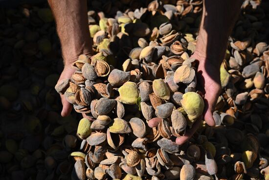 Russia Agriculture Almond Harvesting
