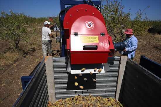Russia Agriculture Almond Harvesting